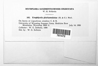 Physoderma pluriannulatum image